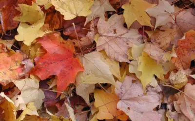 Leaf Raking Tips