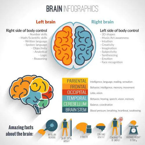 Neurological facts about the brain - chiropractic neurology