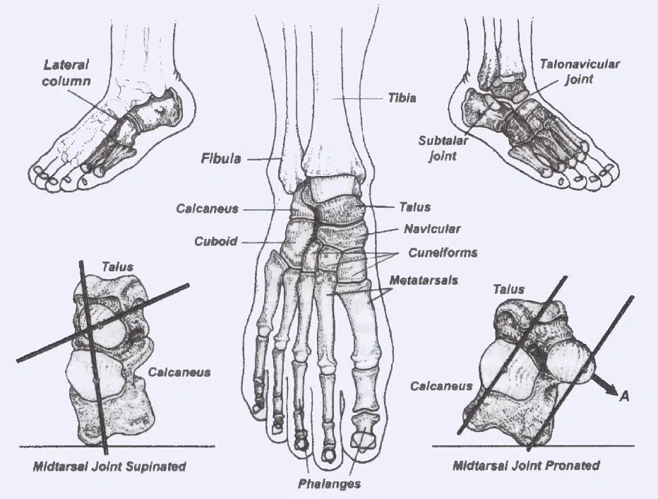 foot biomechanics depends on anatomy