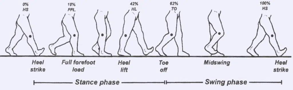 foot biomechanics and phases of gait