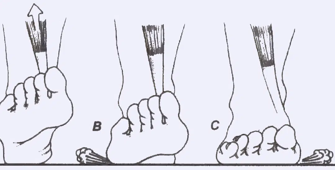 Foot Biomechanics: How You Walk Affects Everything