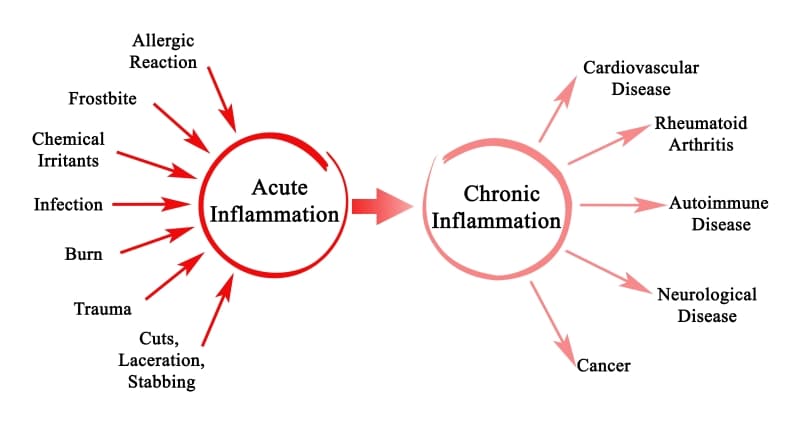 Difference between acute and chronic inflammation