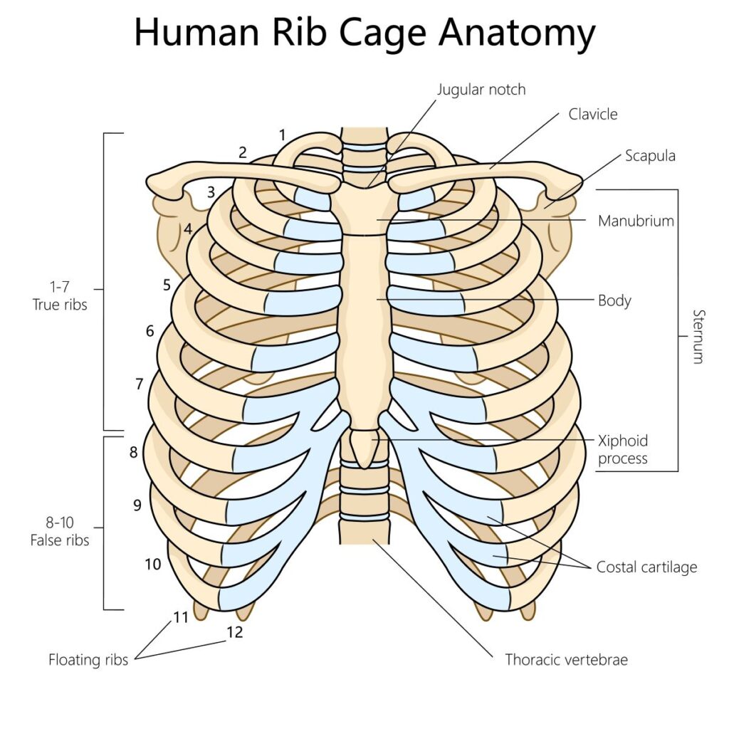 Costal Cartilage is affected by costochondritis
