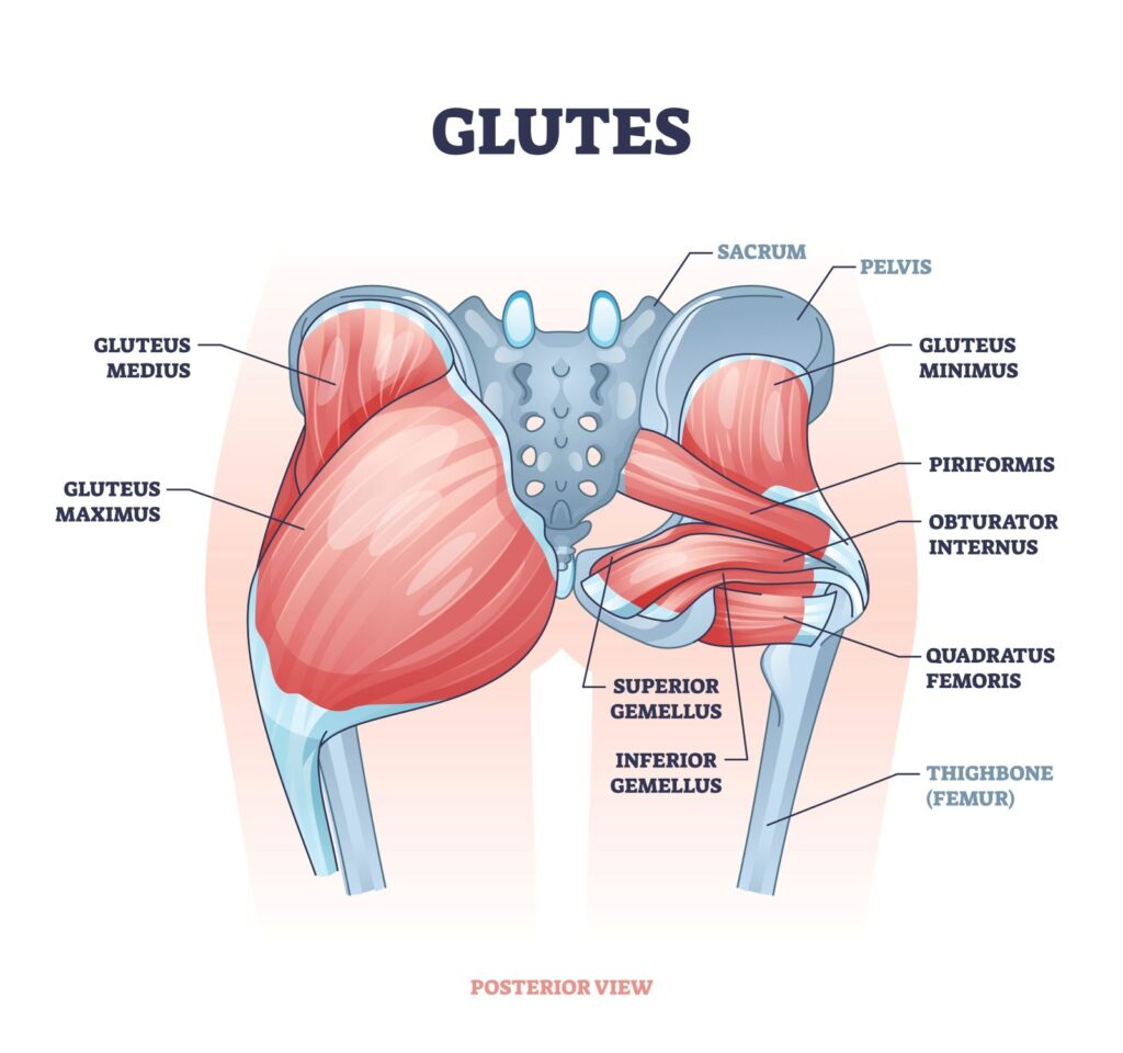 gluteal tendinopathy occurs in relation to the 3 gluteal muscles in the hip