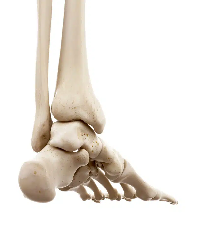 bones of the foot reveal the foot tripod